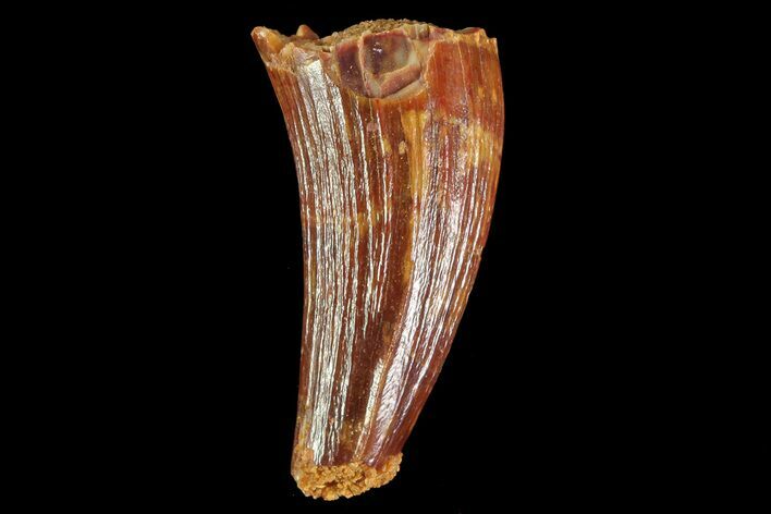 Cretaceous Fossil Crocodile Tooth - Morocco #72775